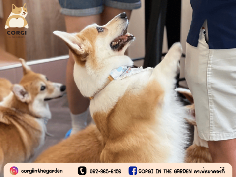 ร้านคาเฟ่คอร์กี้ ราคาหลักร้อย